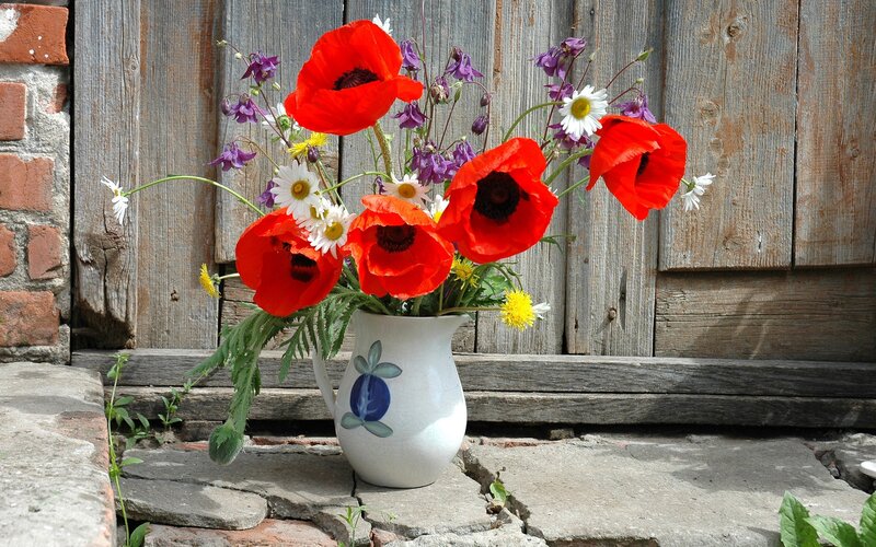 Poppies in a Jug — Red, Serene, Afternoon