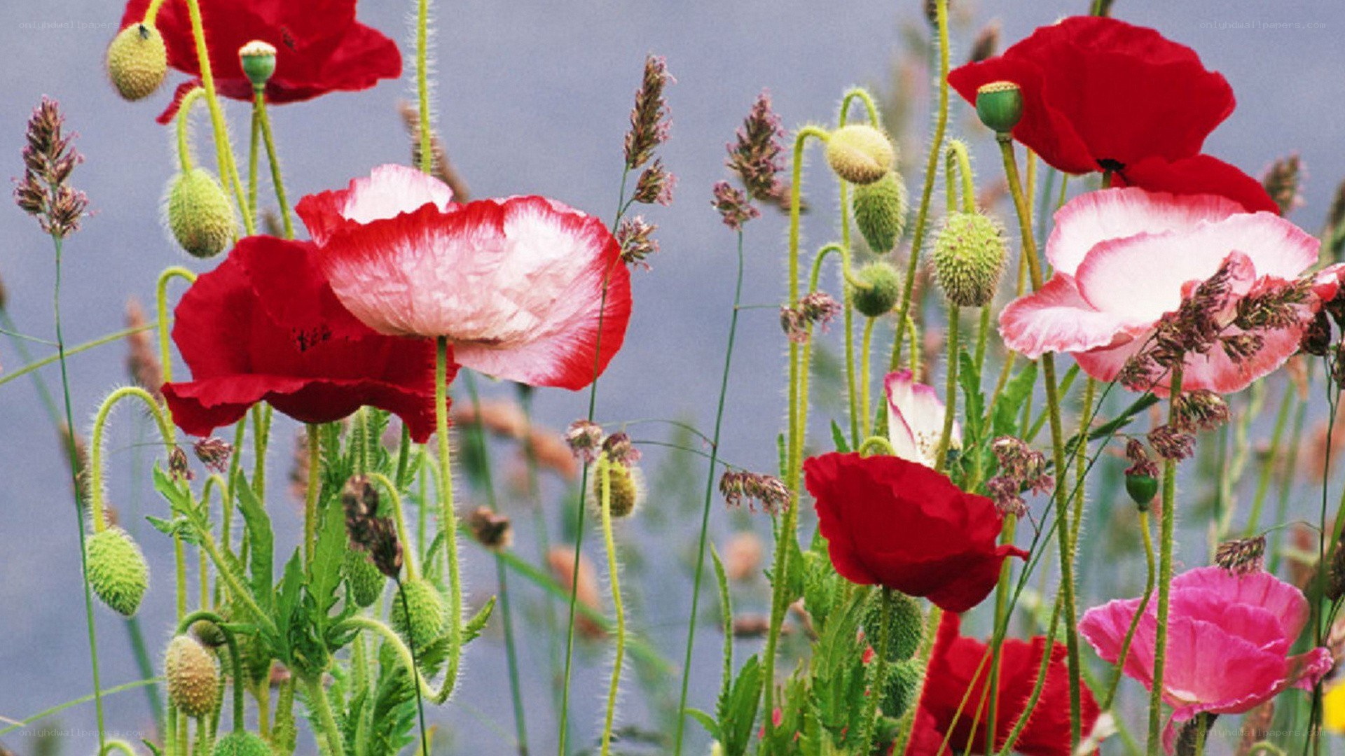 Poppies in a meadow