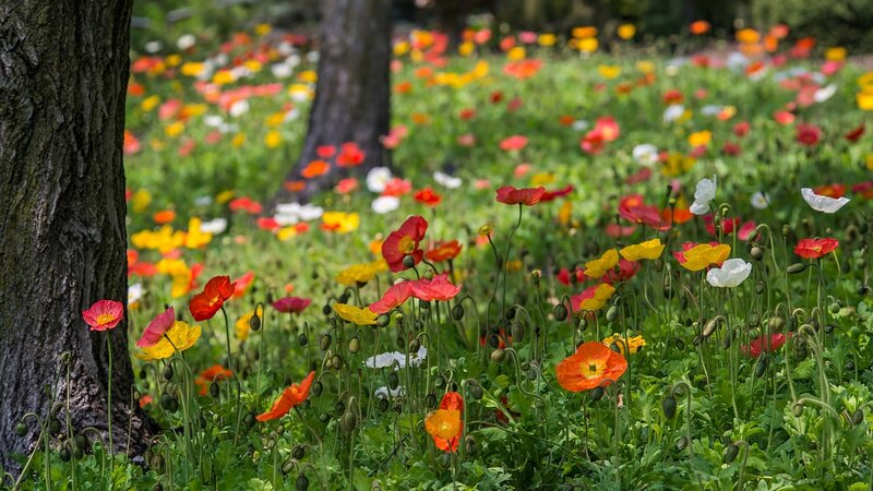 Poppies in a Meadow — Green