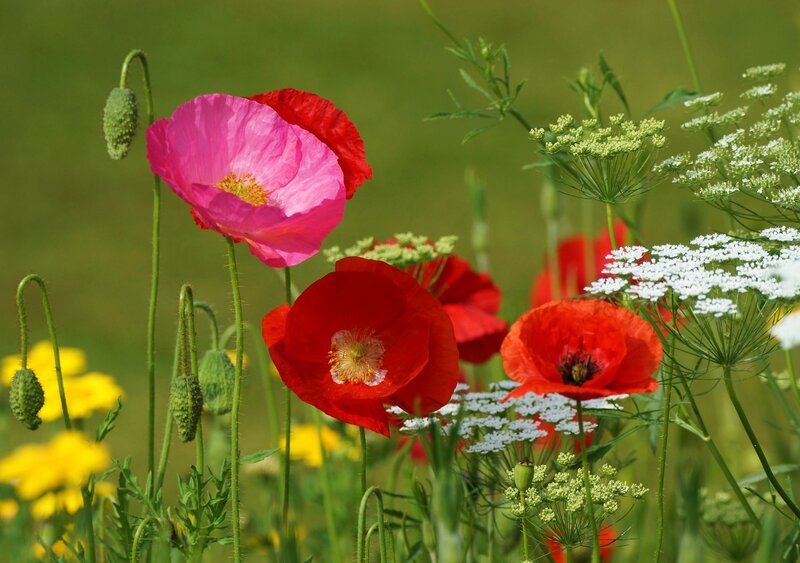 Poppies in a Meadow — Red