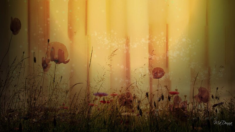Poppies in a Meadow — Yellow