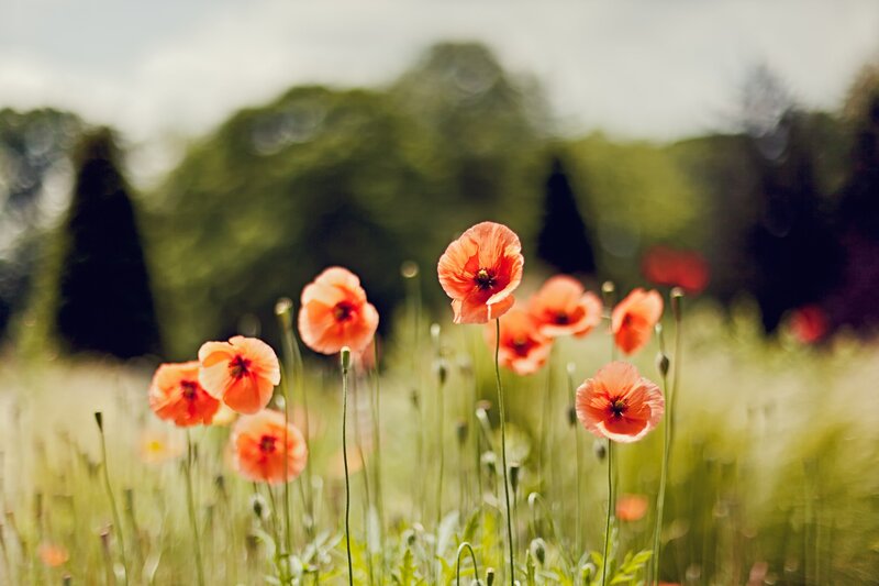Poppies in a sunlit field