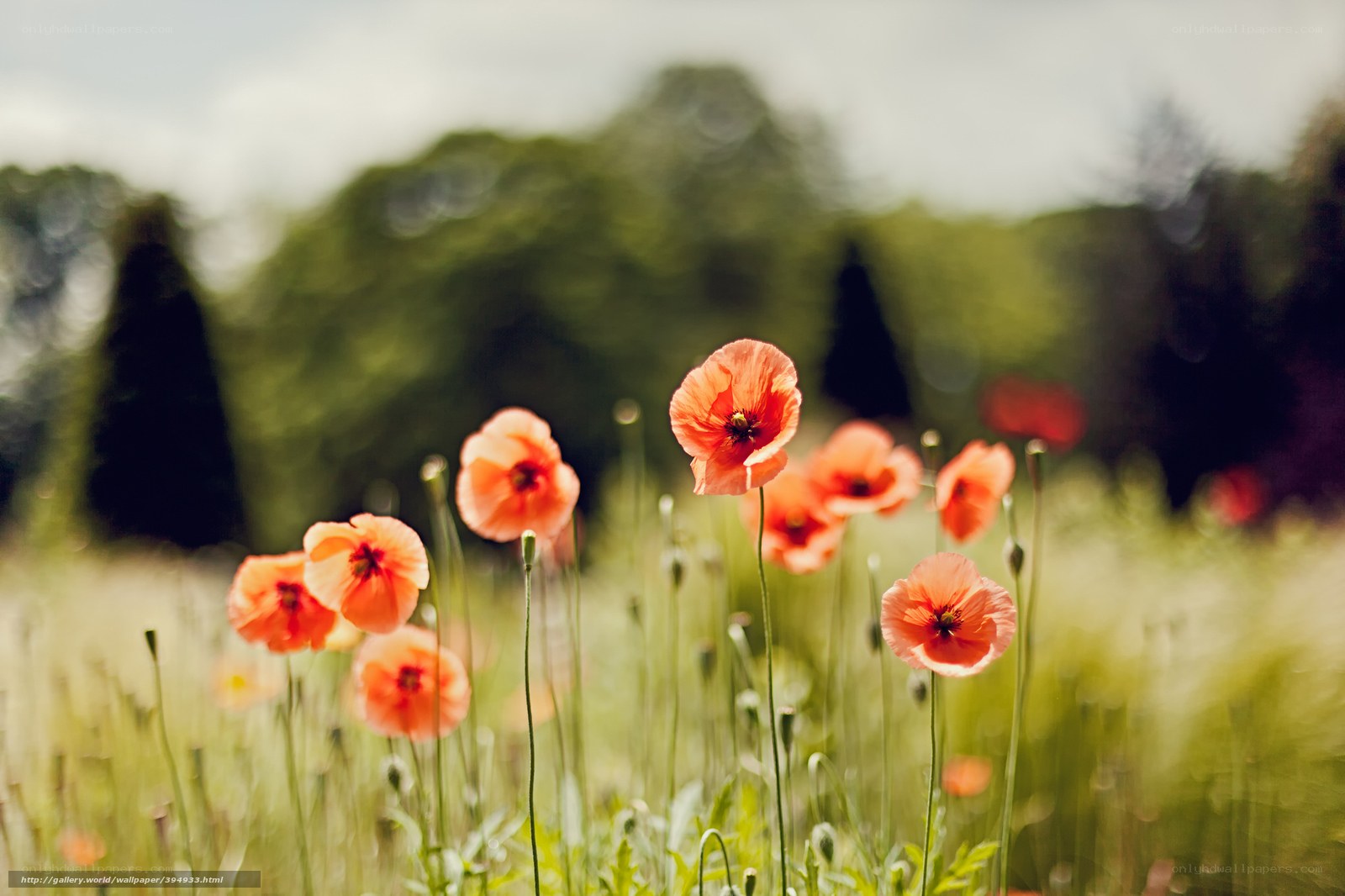 Poppies in a sunlit field