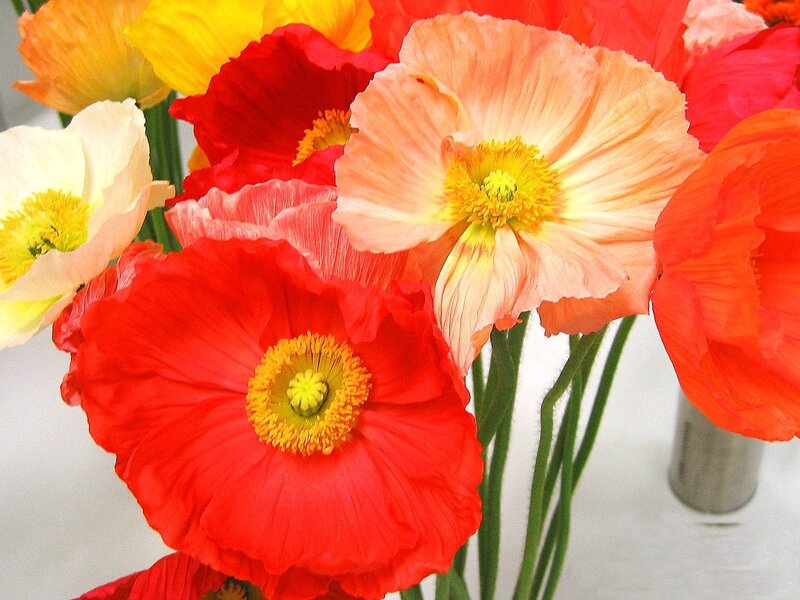 Poppies in a Vase — Red, Bright