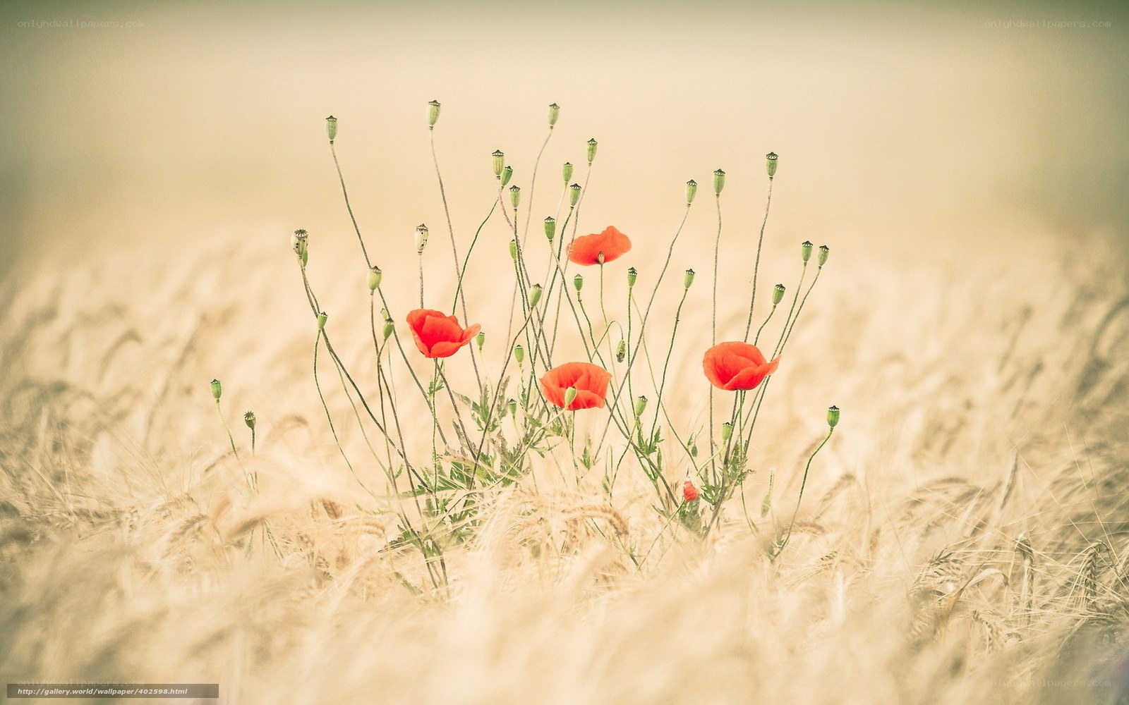 Poppies in a wheat field