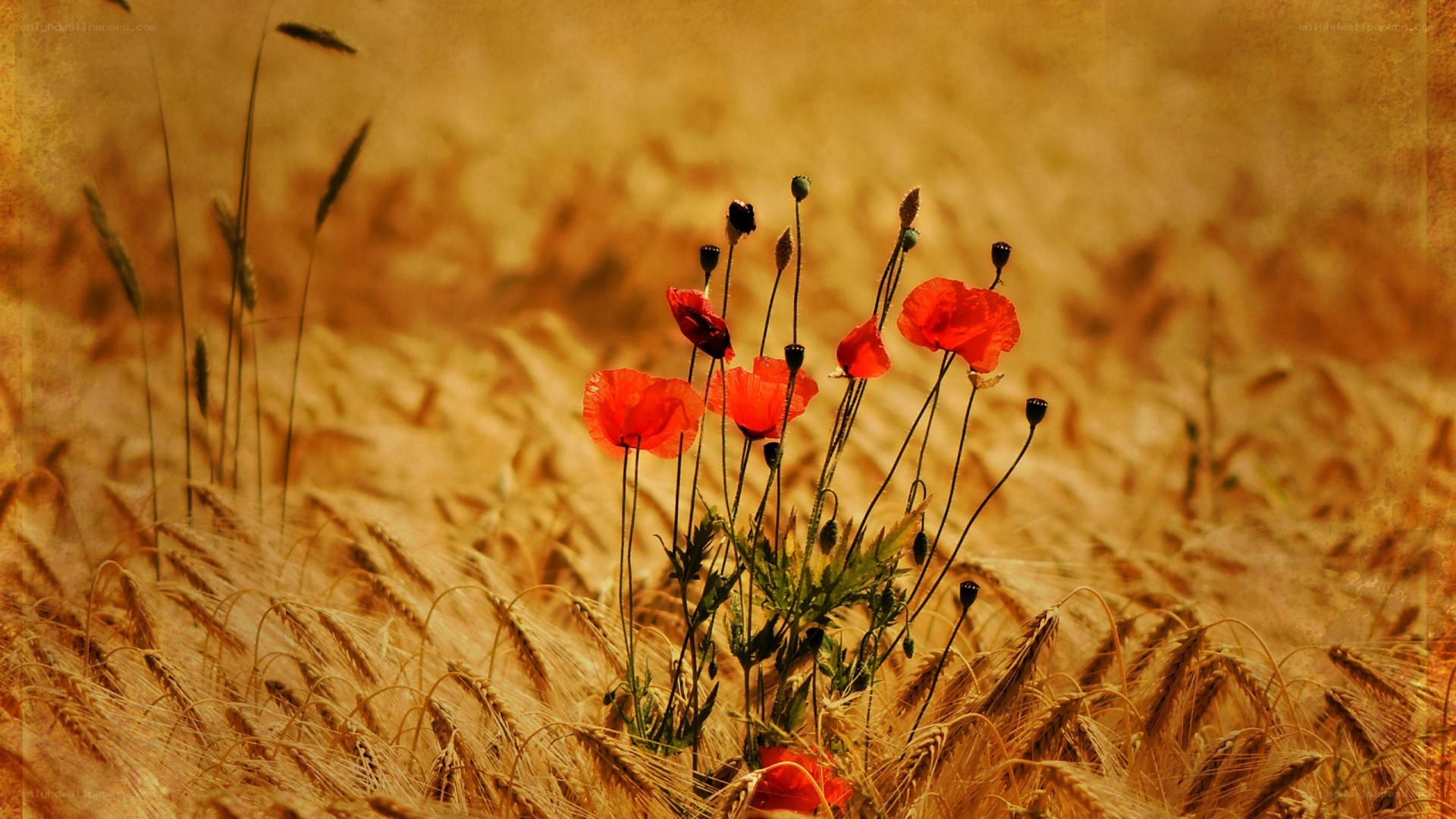 Poppies in a wheat field