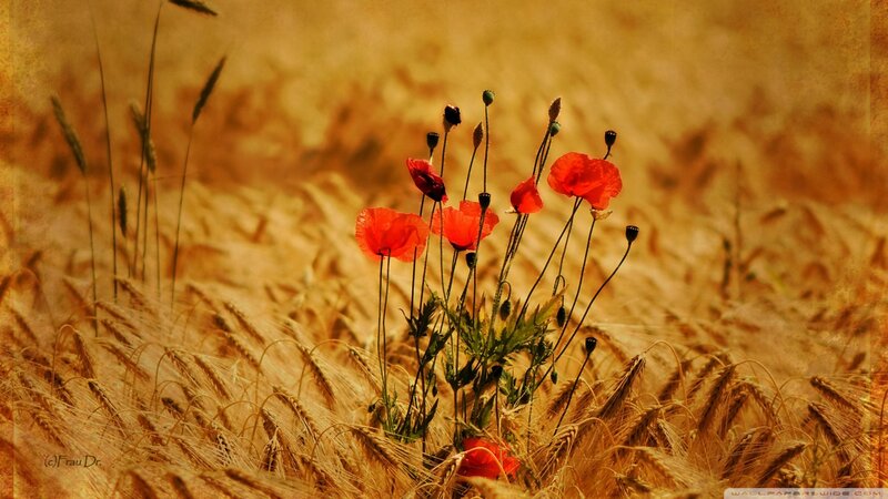 Poppies in a wheat field