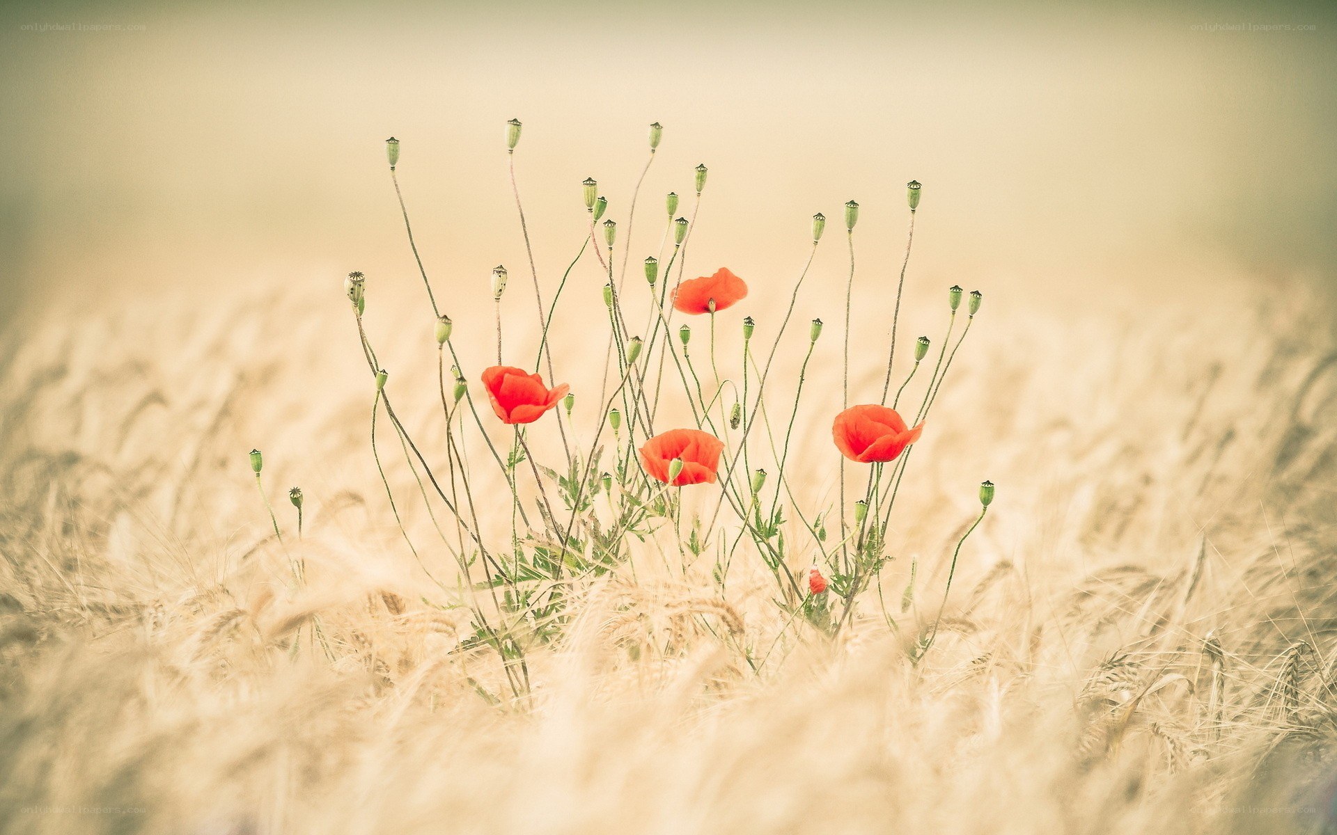 Poppies in a wheat field