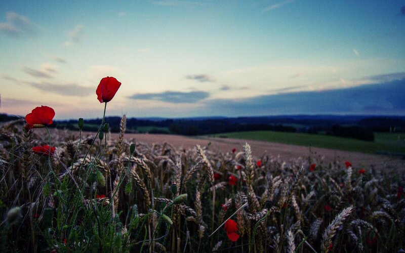 Poppies in a wheat field at dusk