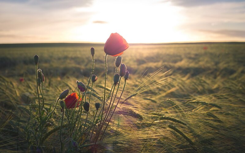 Poppies in a Wheat Field — Green