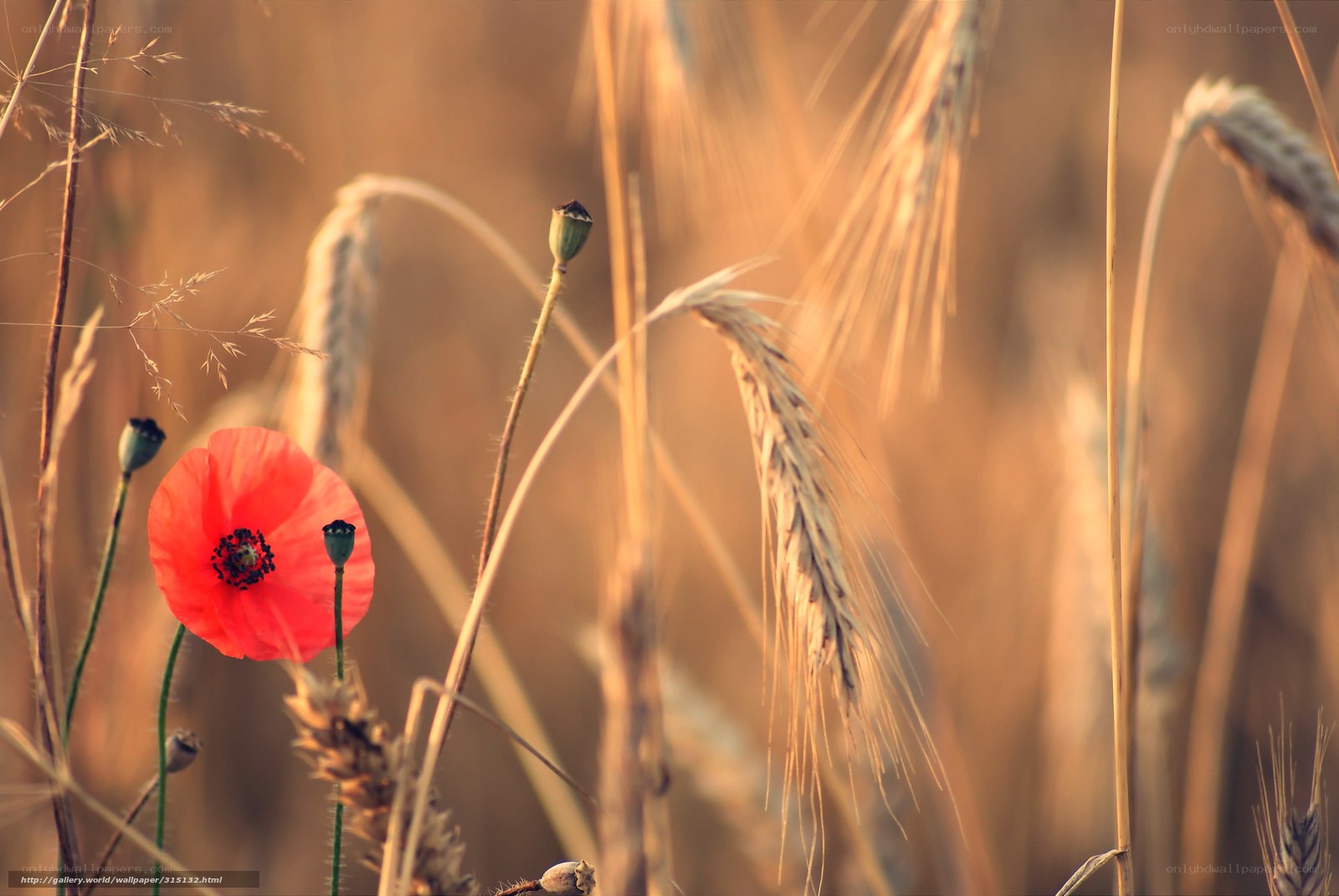 Poppies in a wheat field