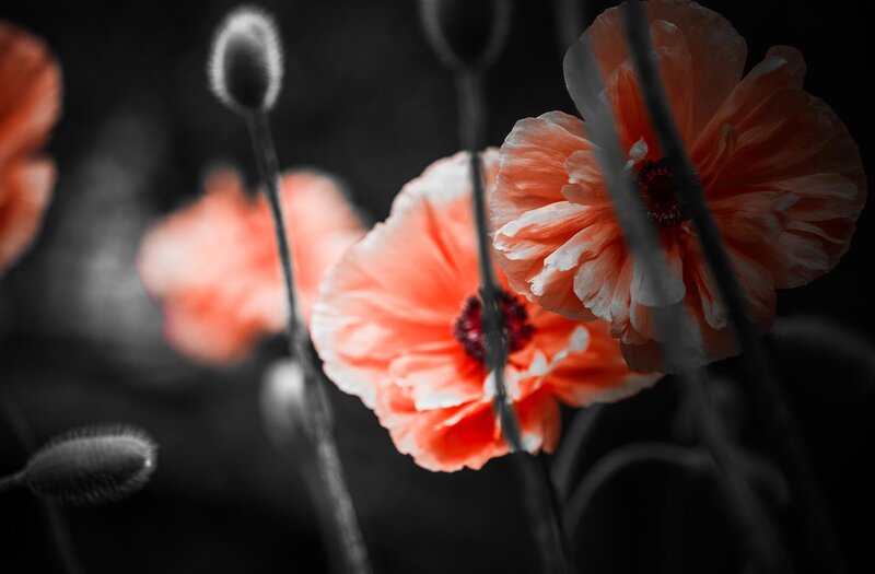 Poppies in Black and White