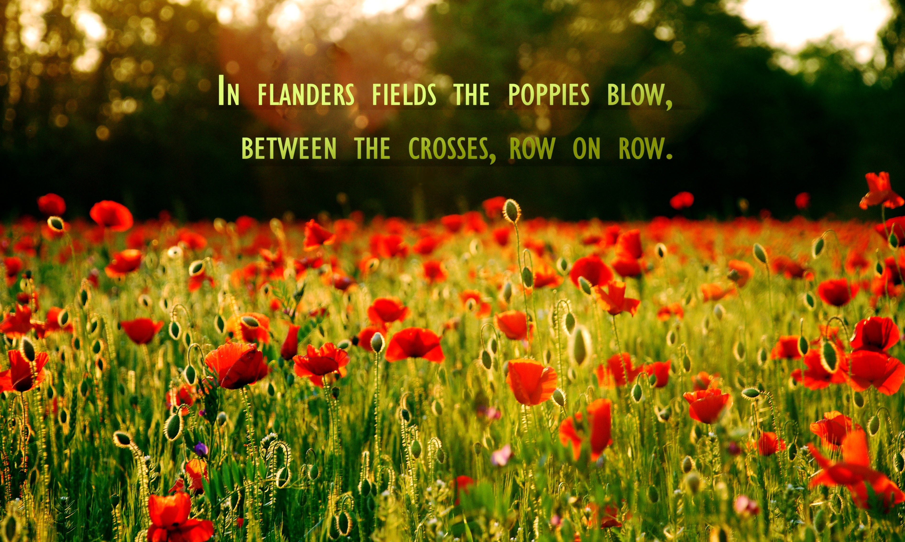 Poppies in Flanders Fields
