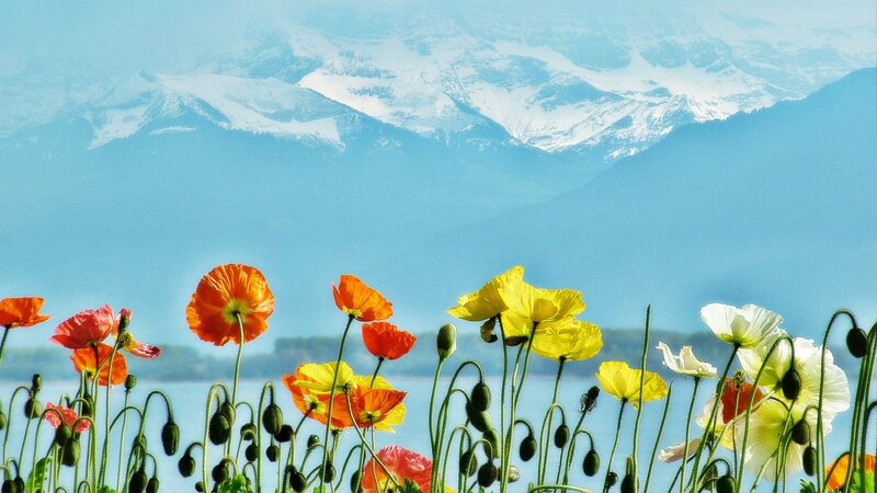 Poppies in Front of Mountains