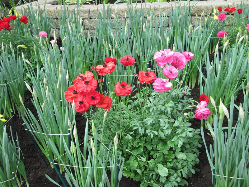 Poppies in Garden Bed