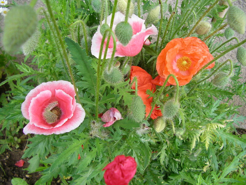 Poppies in Garden — Pink