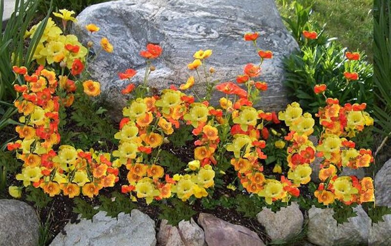 Poppies in Garden