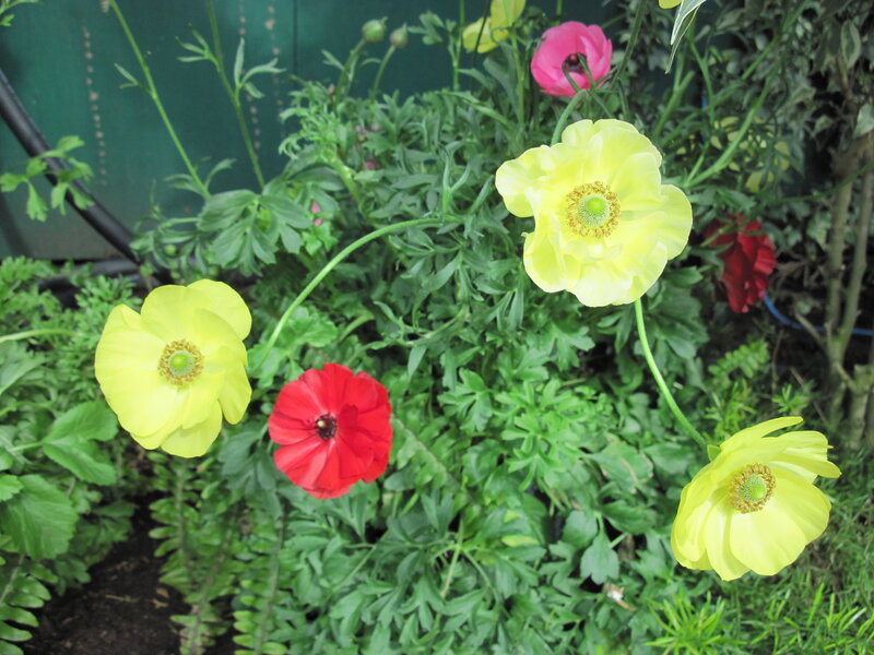 Poppies in Garden — Yellow