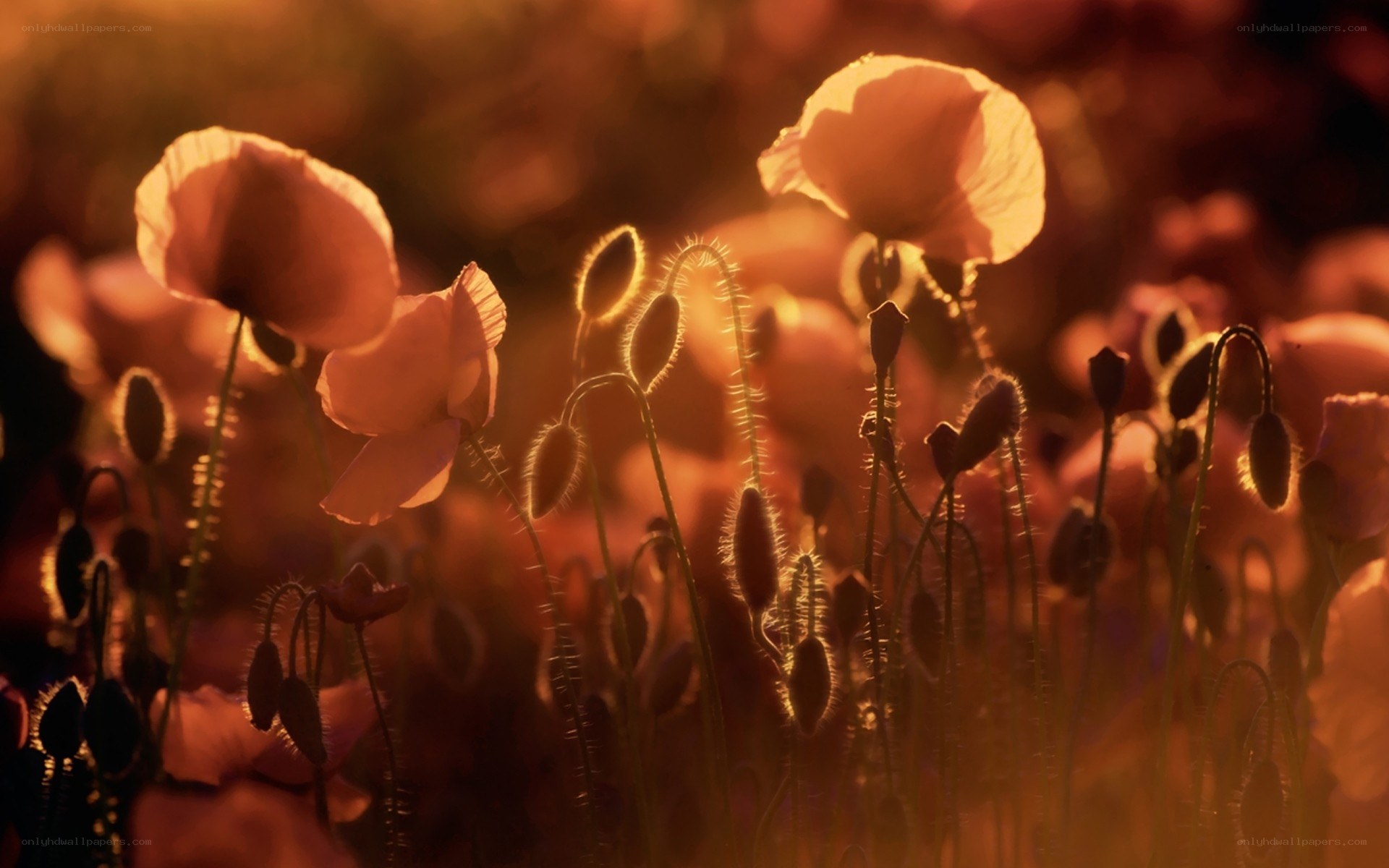 Poppies in golden light