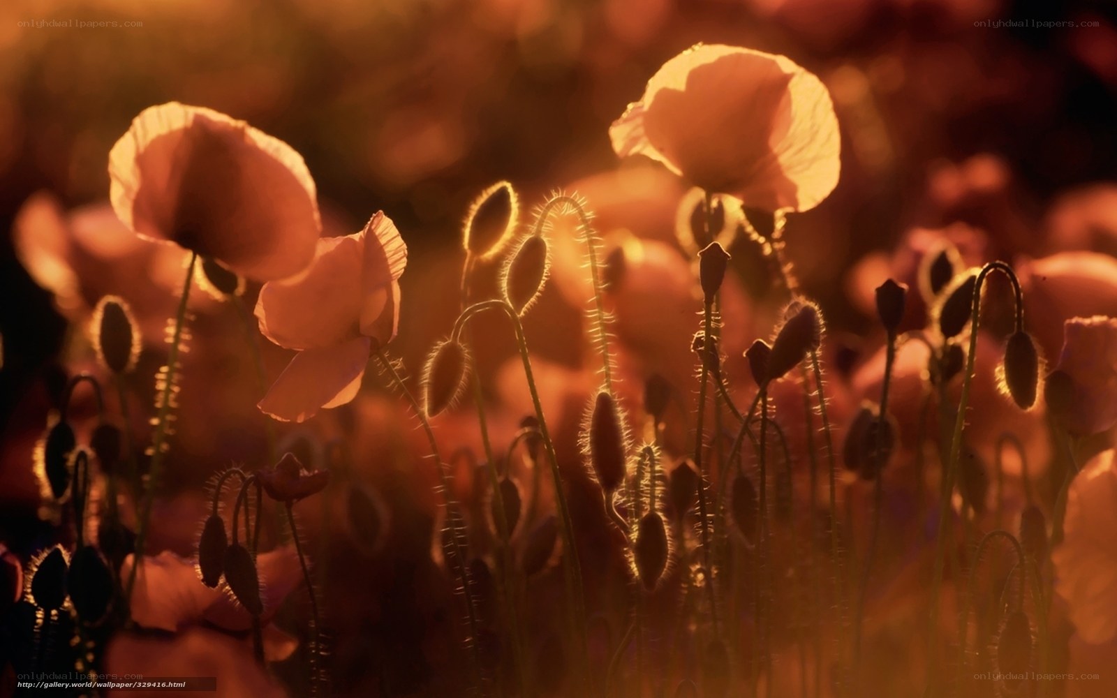 Poppies in golden light