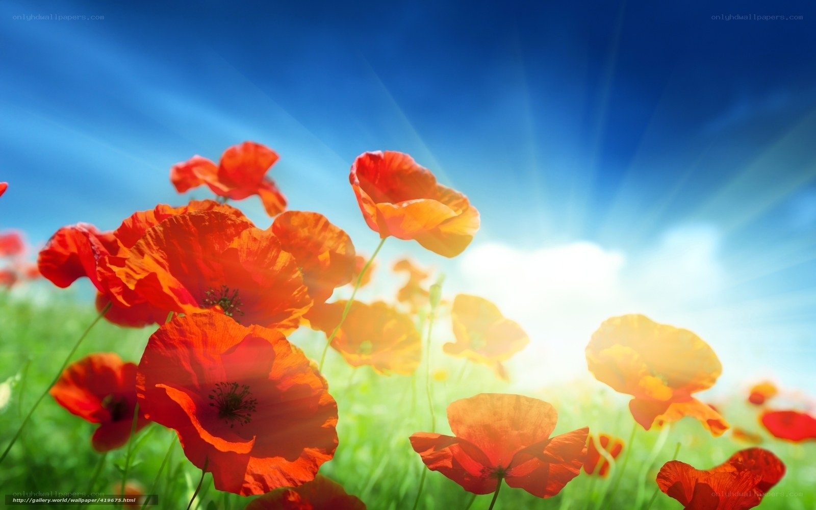 Poppies in Sunlight Field