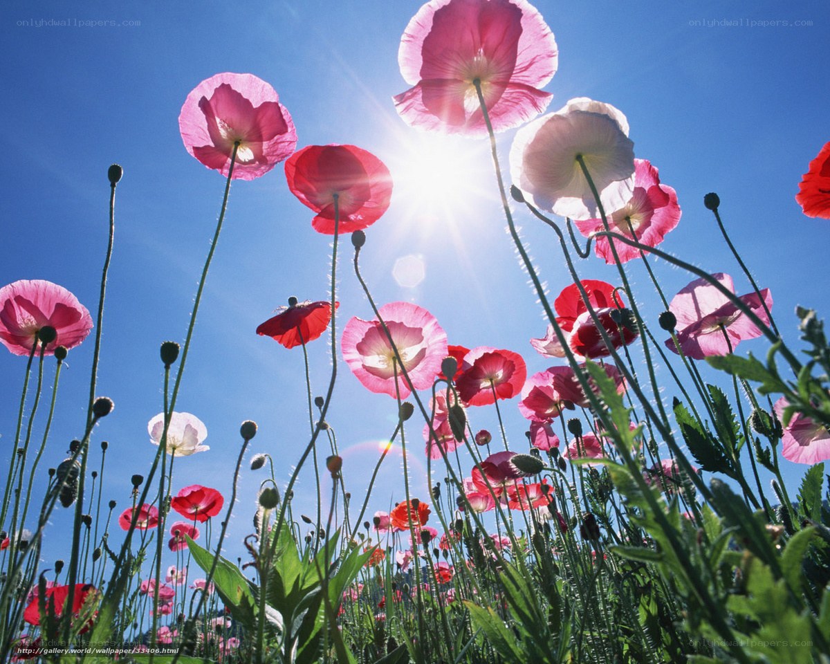 Poppies in Sunlight