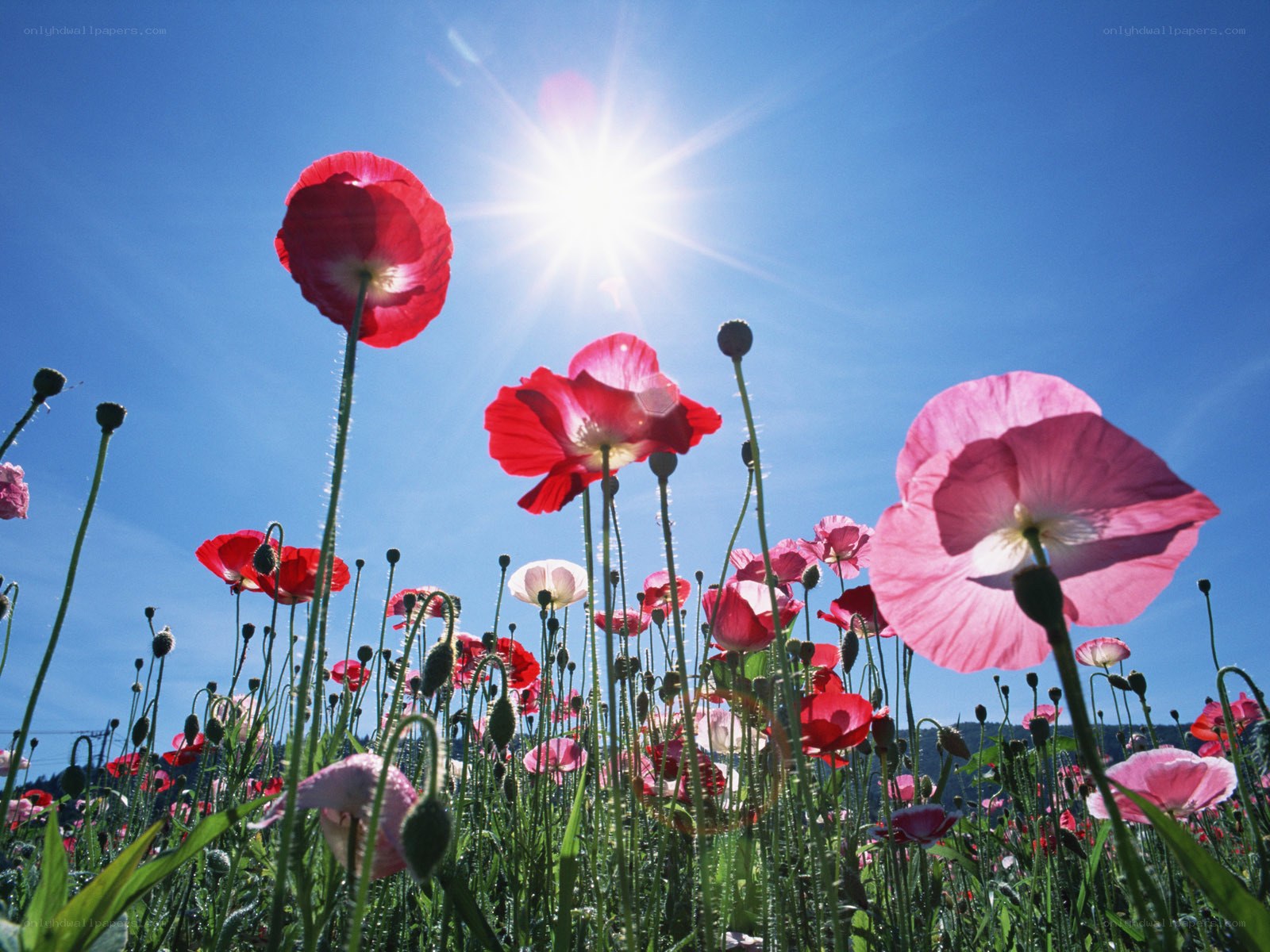 Poppies in the sun
