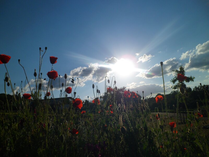 Poppies in the sunlight