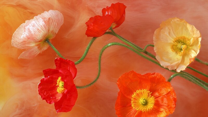 Poppies in Water — Orange, Vibrant