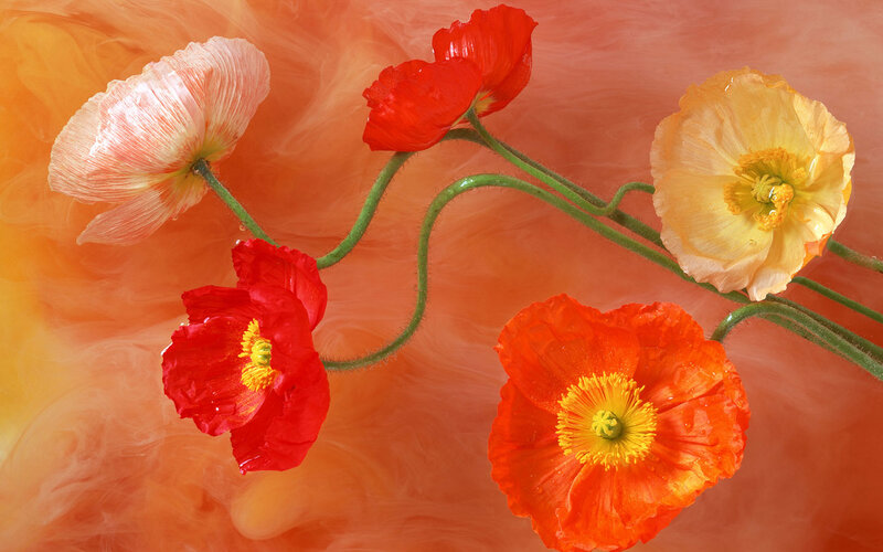 Poppies in Water