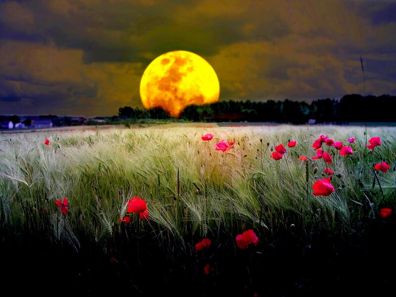 Poppies in Wheat Field
