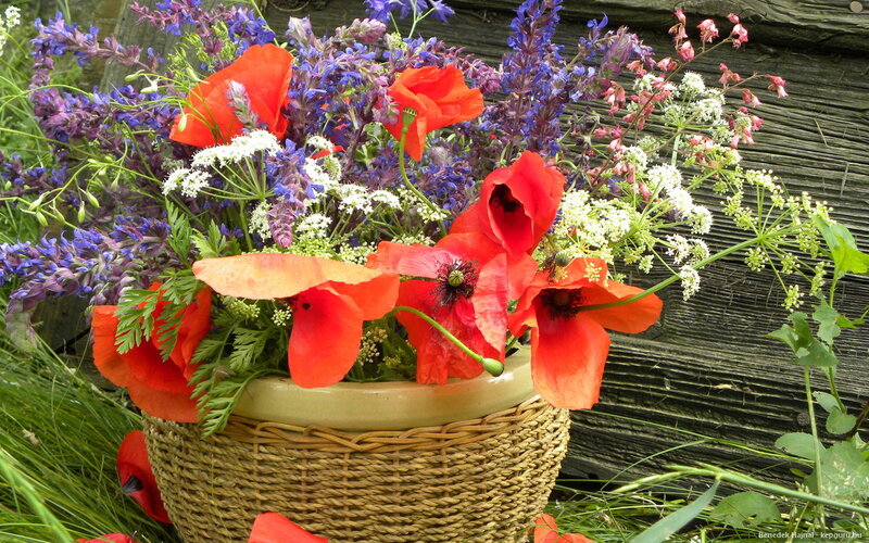 Poppies in Woven Basket