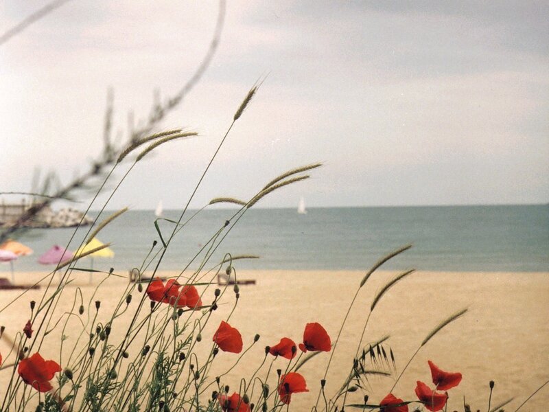 Poppies on a Beach