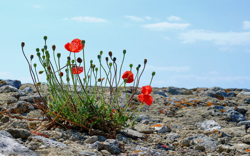 Poppies on a rocky shore