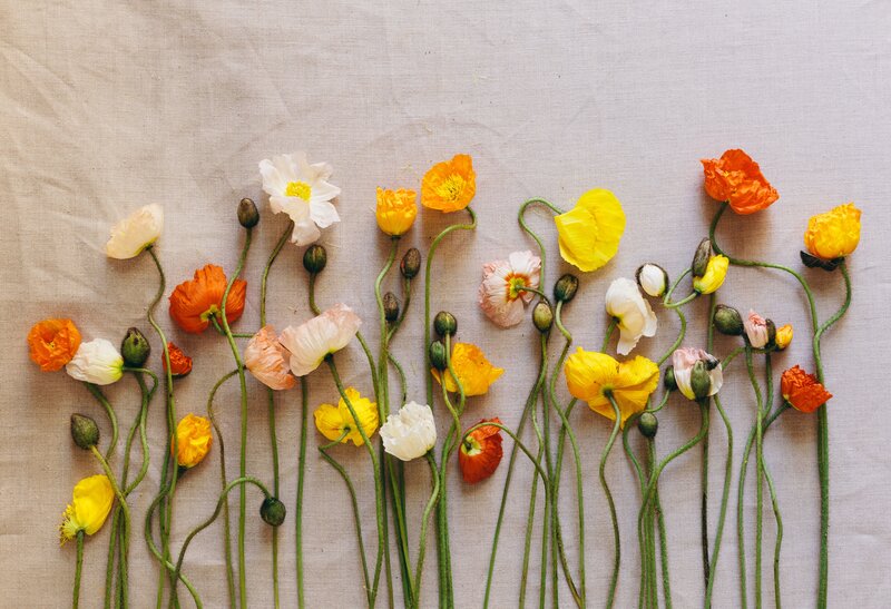 Poppies on Fabric
