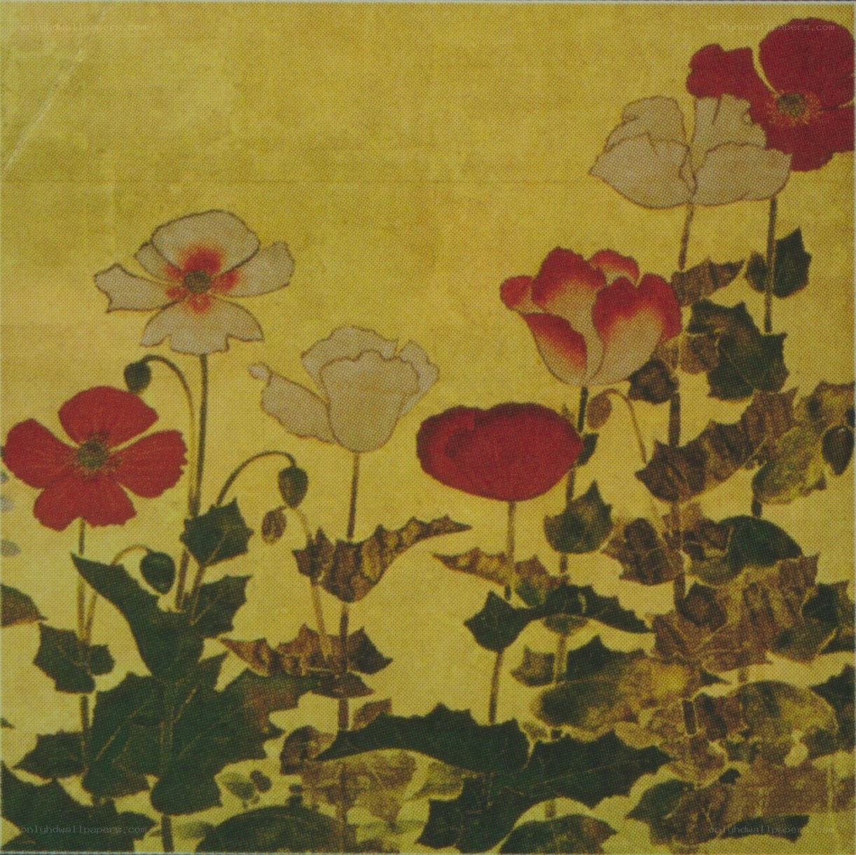 Poppies on gold background