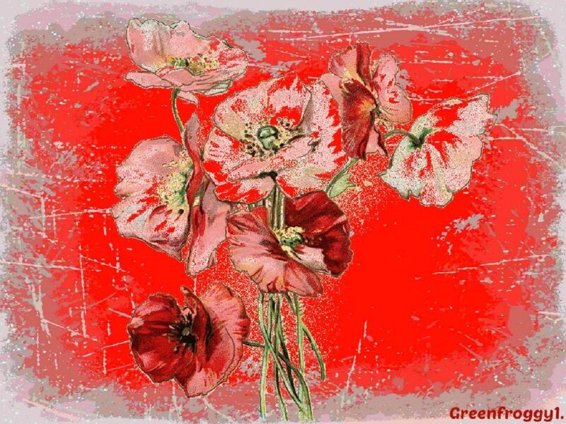Poppies on Red Background