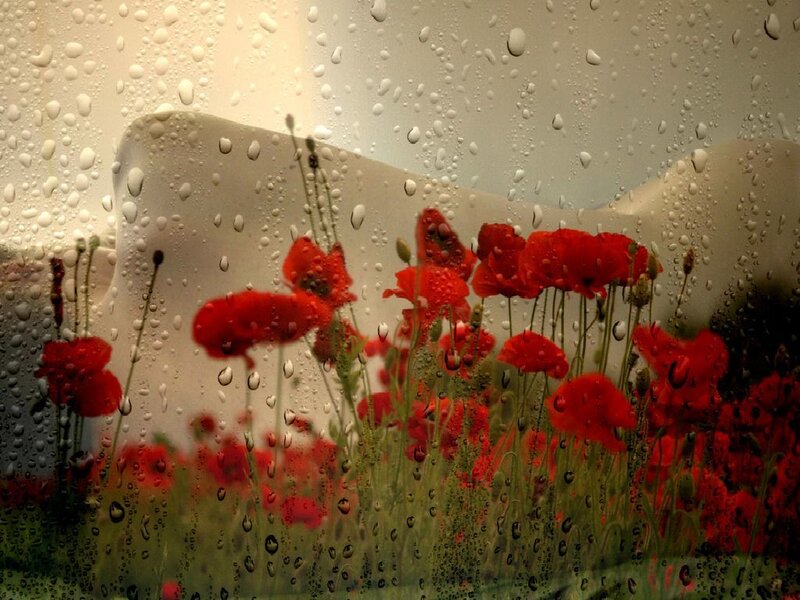 Poppies through a rainy window