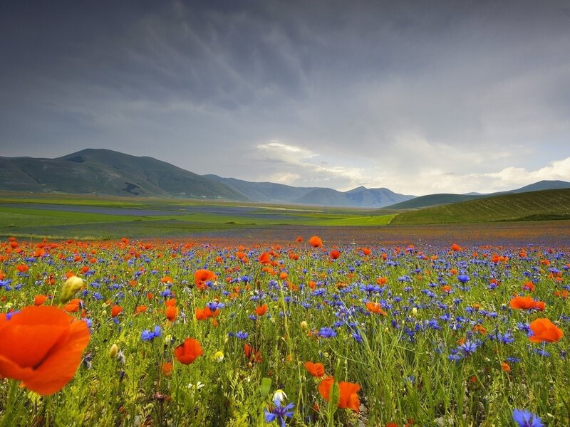 Poppy and Cornflower Field — Red, Dramatic