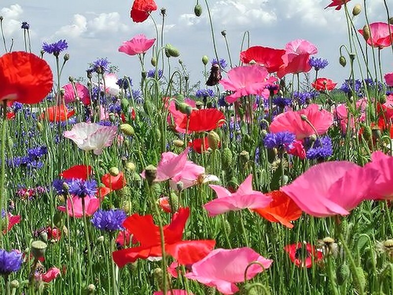 Poppy and Cornflower Field — Red, Serene
