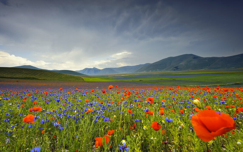 Poppy and Cornflower Field — Red