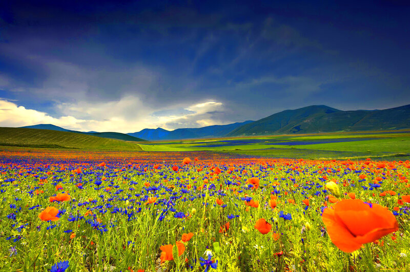 Poppy and Cornflower Field