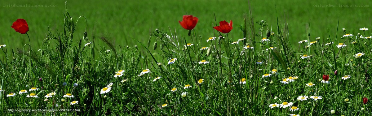 Poppy and daisy field