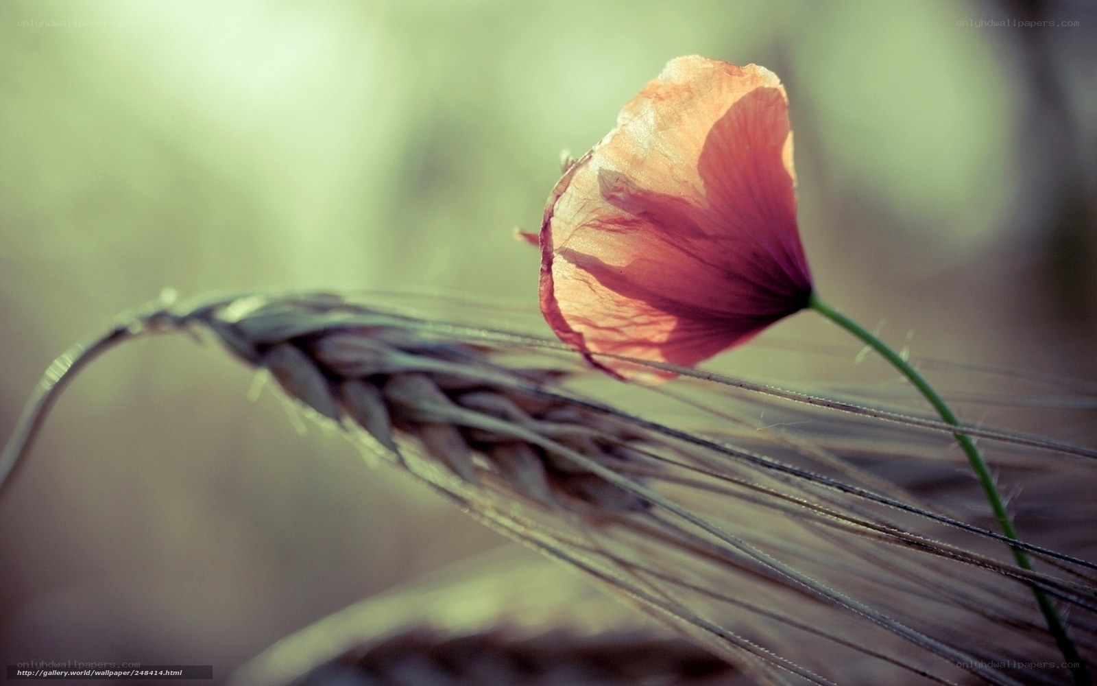 Poppy and wheat in soft light