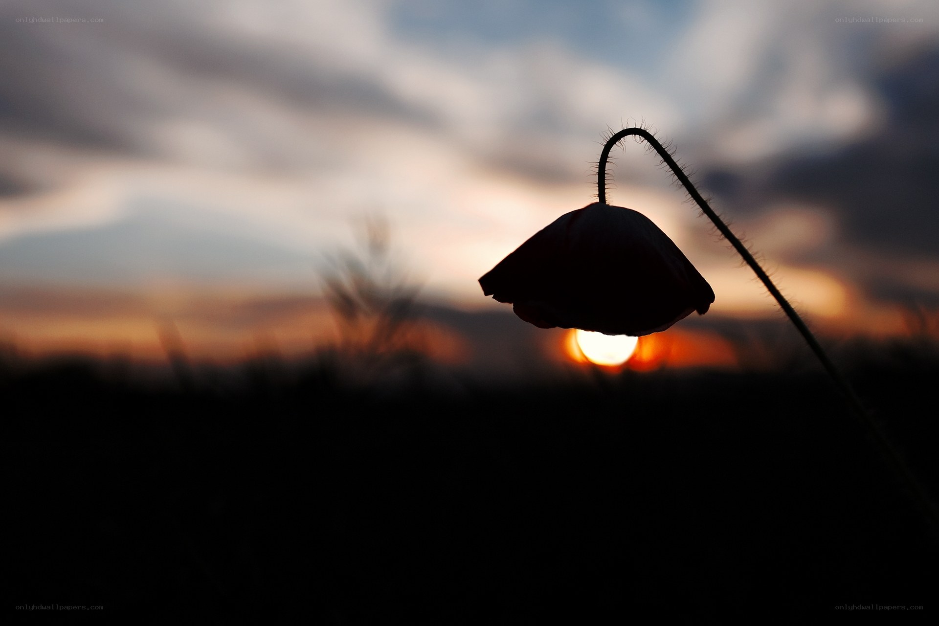 Poppy at sunset silhouette
