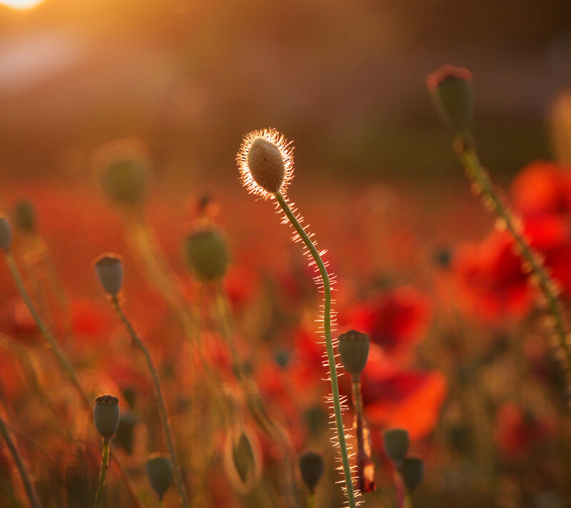 Poppy Bud in Field