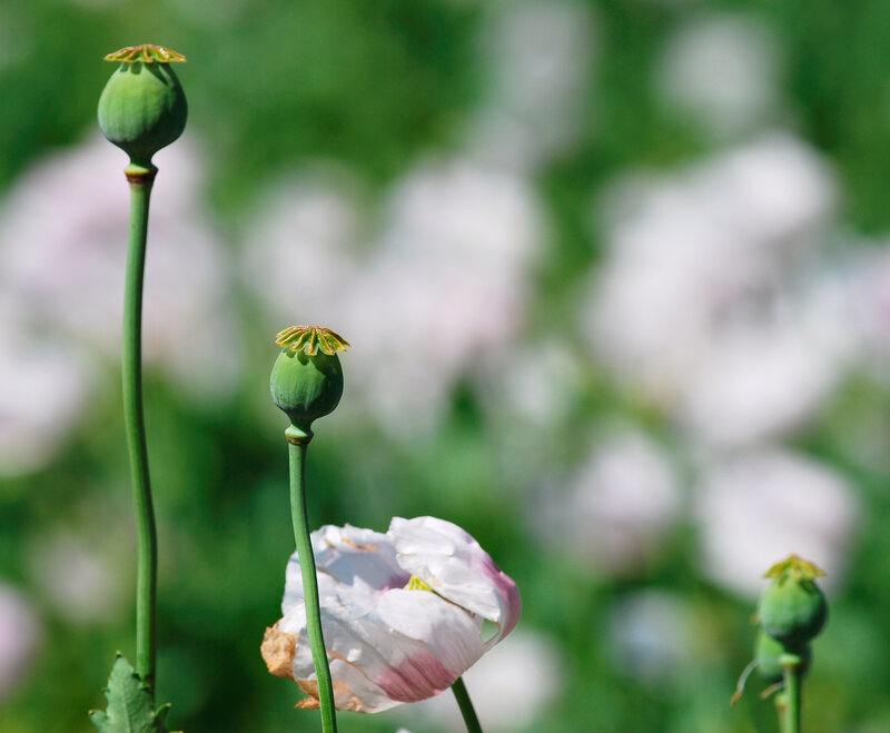 Poppy Buds and Flower