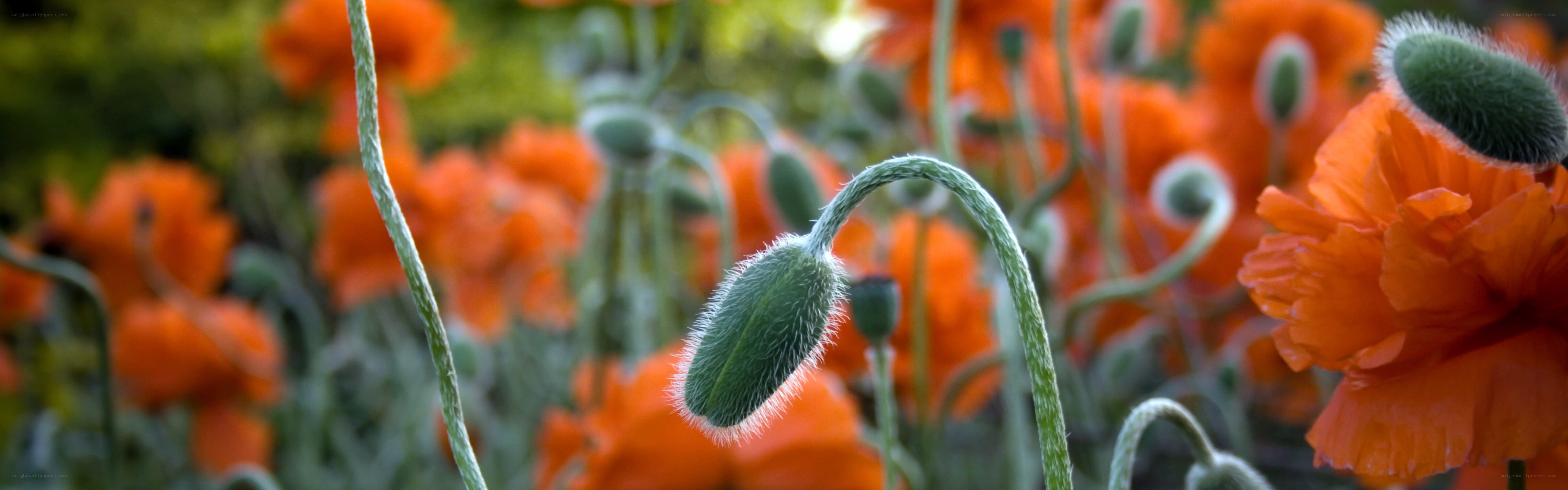 Poppy buds in a field