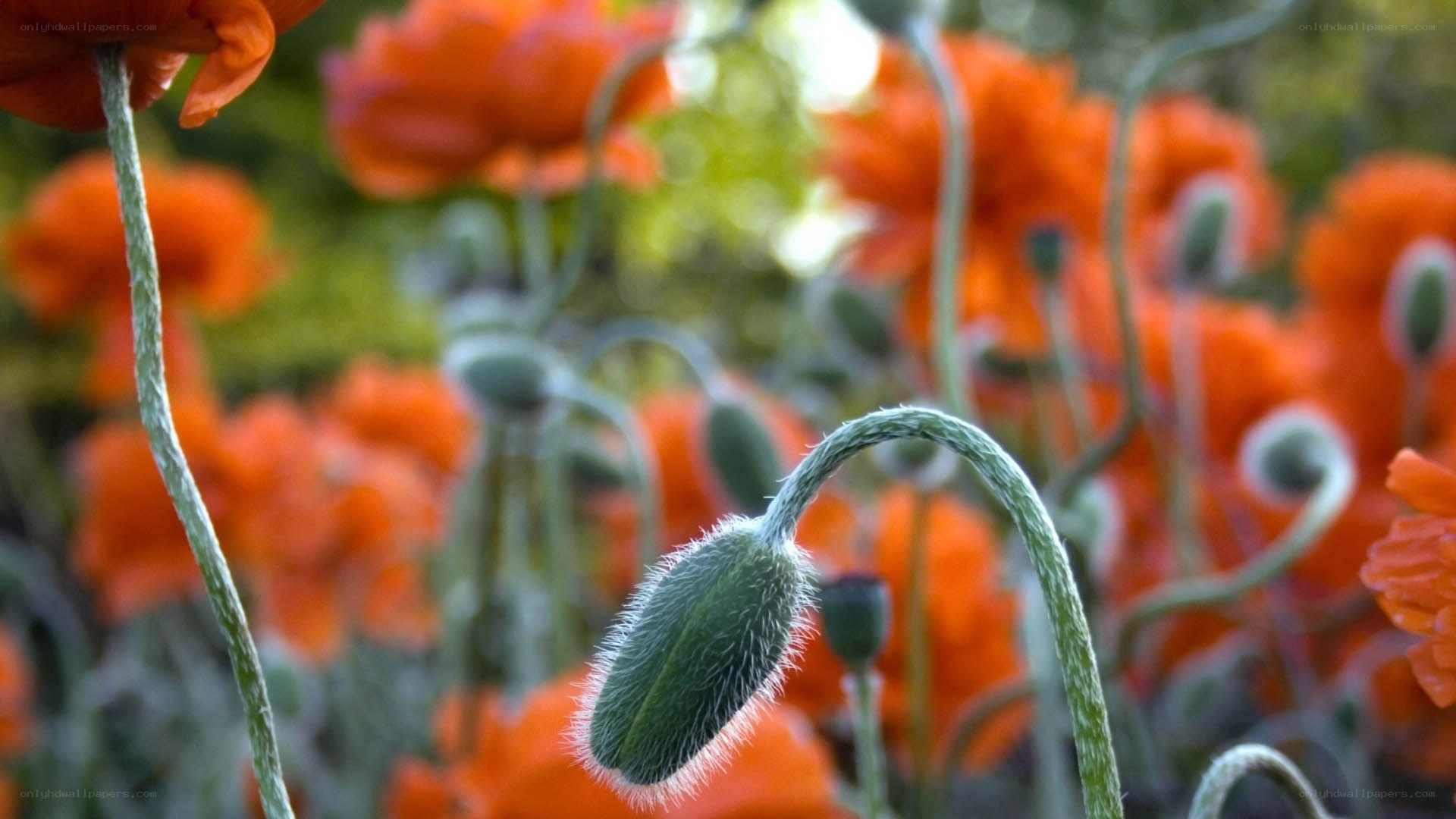 Poppy buds in a field