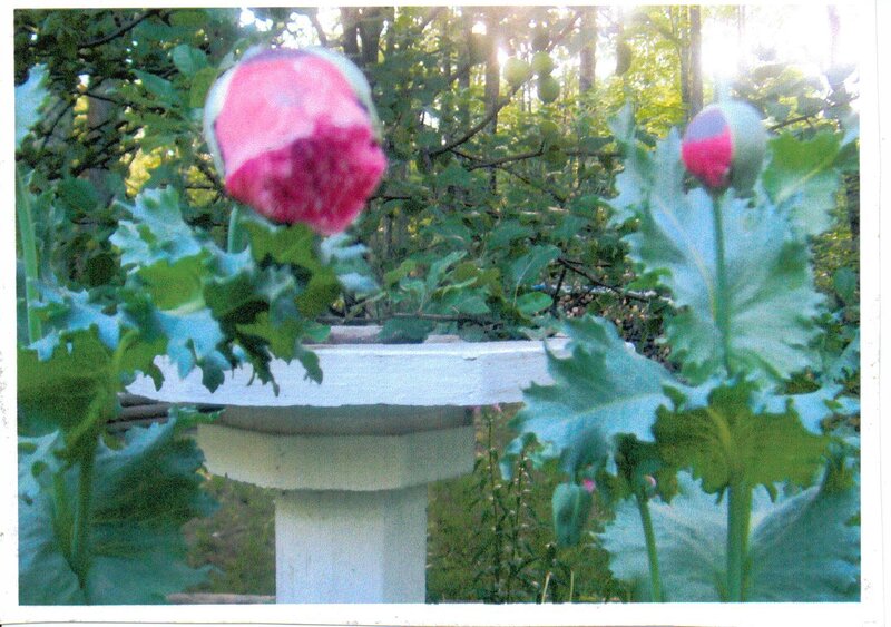 Poppy Buds in Garden